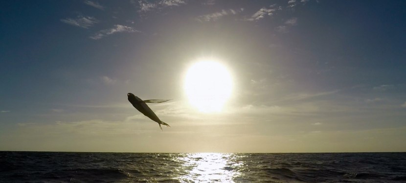 Tag 5 & 6 – Fliegende&nbsp;Fische