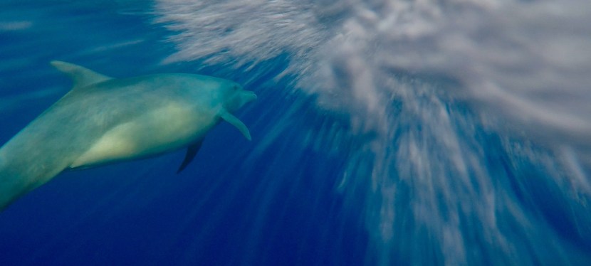 Anyone to offer a spare&nbsp;rib?