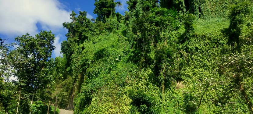 Martinique, das Land des&nbsp;Regenbogens